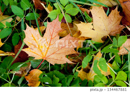 leaves 134467881