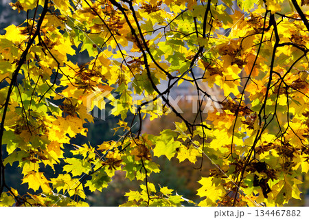 leaves leaves 134467882