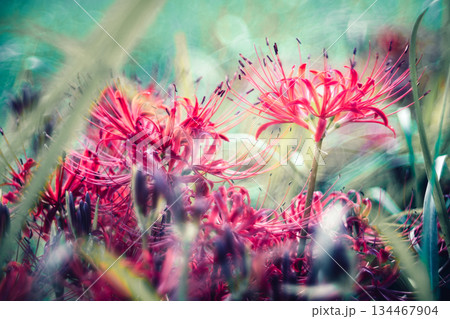 オールドレンズで撮影した彼岸花 オールドレンズで撮影した彼岸花 134467904