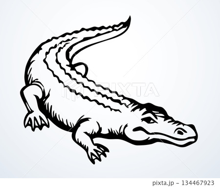 Vector drawing. The crocodile lies on the ground 134467923