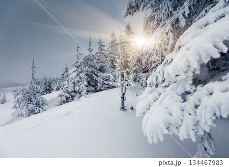 winter 134467983