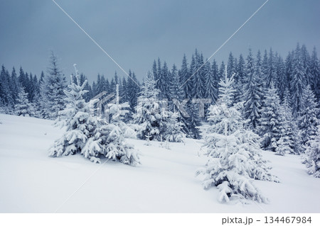 winter winter 134467984