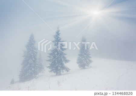 winter 134468020
