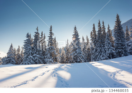 winter winter 134468035