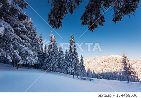 winter winter 134468036