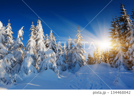 winter 134468042