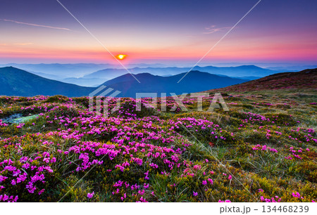 flower flower 134468239