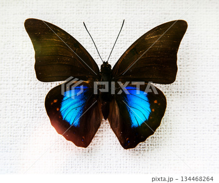 butterfly butterfly 134468264