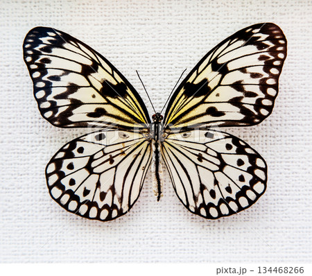 butterfly butterfly 134468266