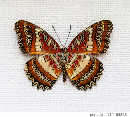 butterfly 134468268