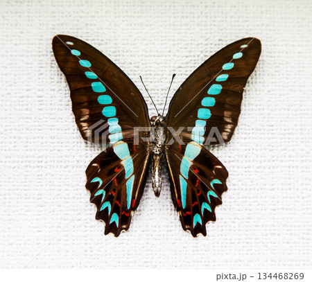 butterfly 134468269
