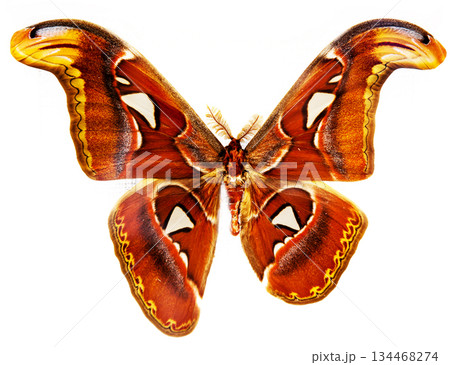 butterfly 134468274