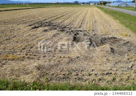 秋の田園風景 山形県庄内 134468312