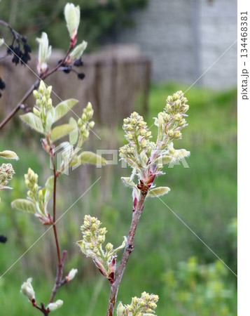 Amelanchier buds and flowers in early spring. Selective focus Amelanchier buds and flowers in early spring. Selective focus 134468381