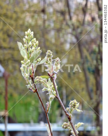 Amelanchier buds and flowers in the early spring. Selective focus Amelanchier buds and flowers in the early spring. Selective focus 134468382