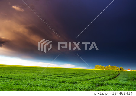 meadow 134468414