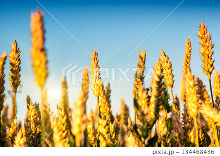 wheat wheat 134468436