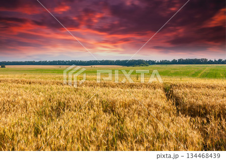 wheat 134468439
