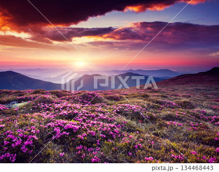 flower flower 134468443