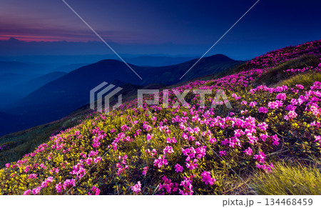 flower flower 134468459