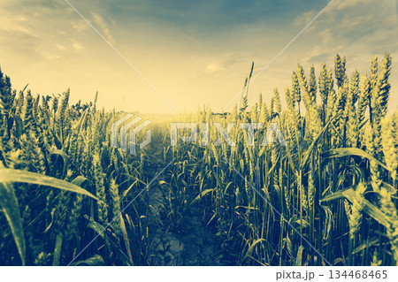 field field 134468465