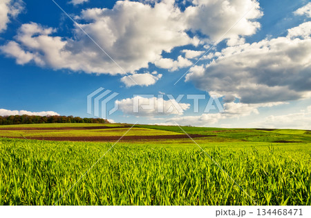 field field 134468471