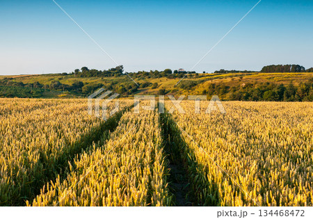 field 134468472