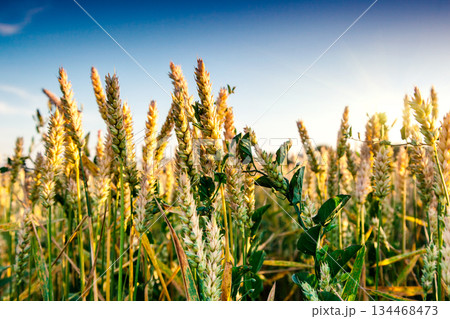 wheat 134468473