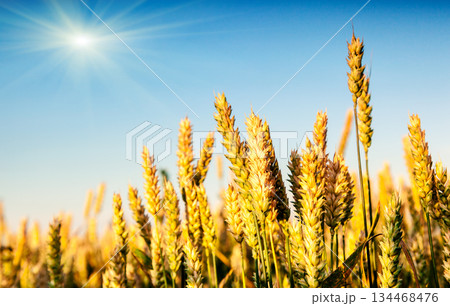 wheat 134468476