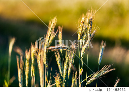 wheat 134468481
