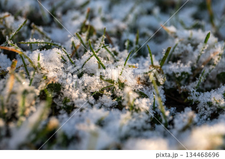 Closeup View of Fresh Snow Covering Green Grass 134468696