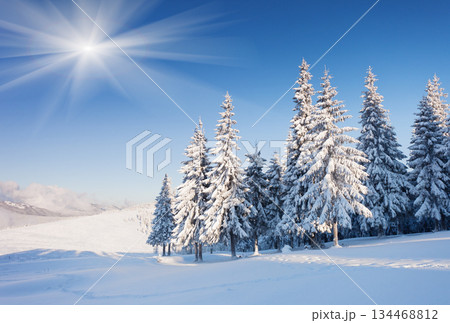 winter 134468812