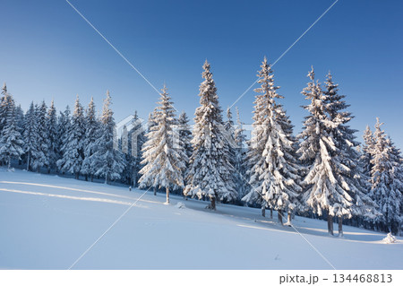 winter winter 134468813