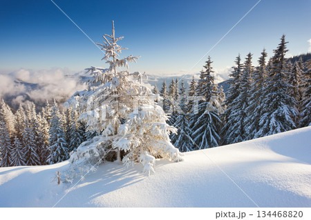 winter winter 134468820