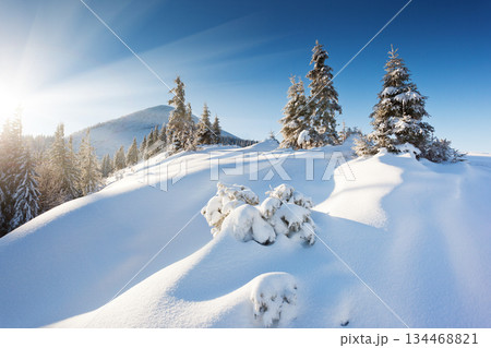 winter winter 134468821