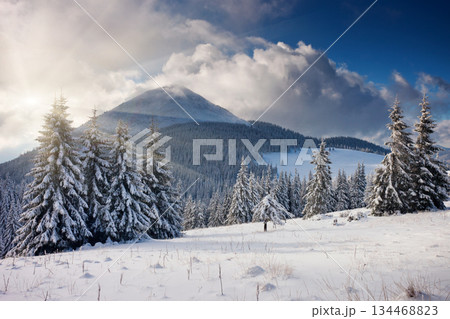 winter winter 134468823