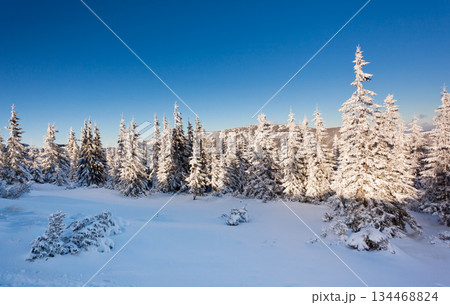 winter winter 134468824