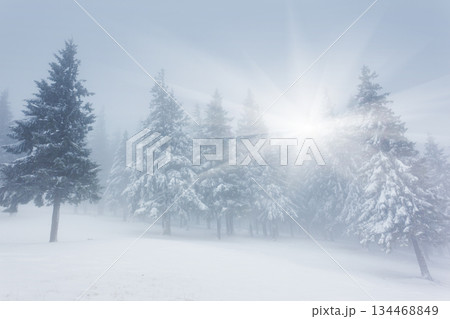 winter 134468849