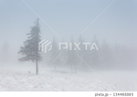 winter 134468865