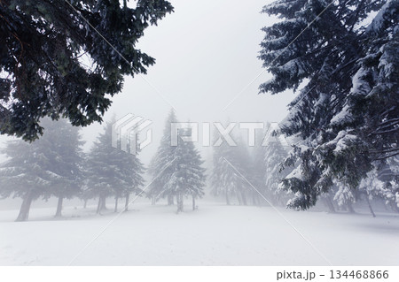 winter 134468866