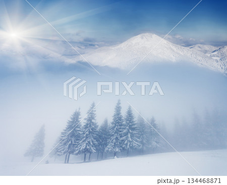 winter winter 134468871
