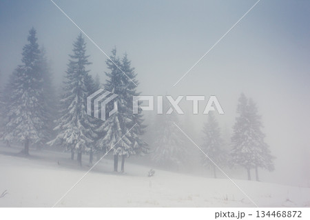 winter 134468872