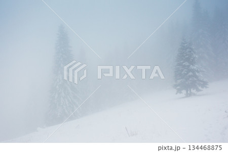 winter winter 134468875