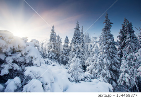 winter winter 134468877