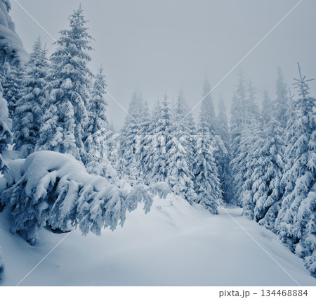 winter winter 134468884