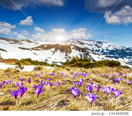 flower 134468896