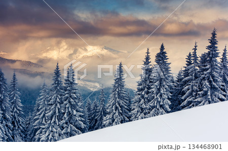 winter winter 134468901