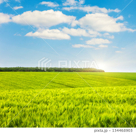 meadow meadow 134468903