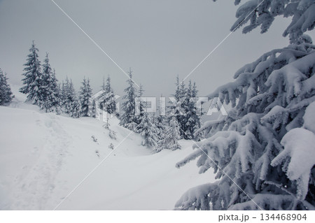 winter 134468904