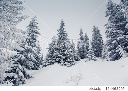 winter 134468905